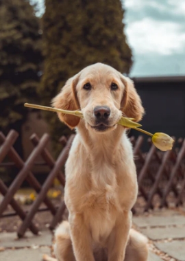 Sokak Hayvanlarına Mama